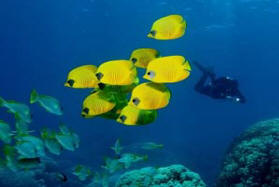 underwater scene - Diving in Hurghada